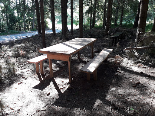 Area picnic nella pineta
