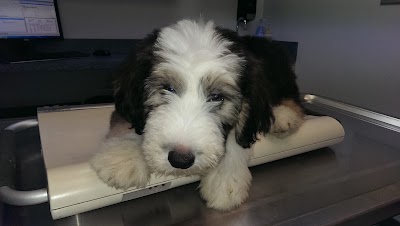 Photos of Washington Dog & Cat Hospital