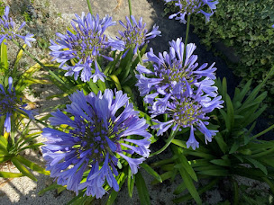 Photo n°21 de Maison Saint Paul bed and breakfast chambres d’hôte à La Colle-sur-Loup (Chambre d'hôtes)