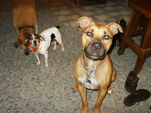 Pet Cremation Services of Arkansas - Thumbnail