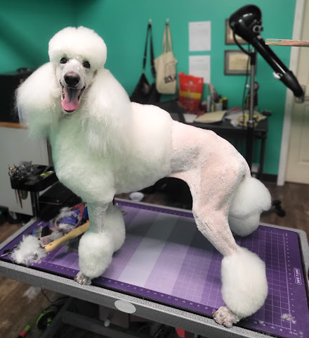 REX Seattle Pet Grooming & Spa by null