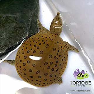 Turtle Store - Thumbnail