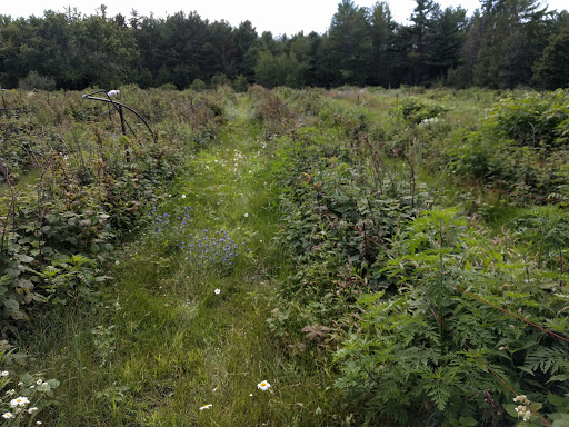 Al's Electronic - Raspberry Farm