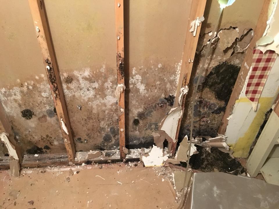 FL Brian Mold Inspection and Removal Pros photo