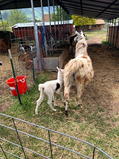 Utah Valley Llamas