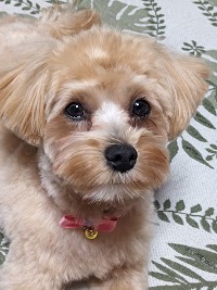 犬の美容室 ビスケット