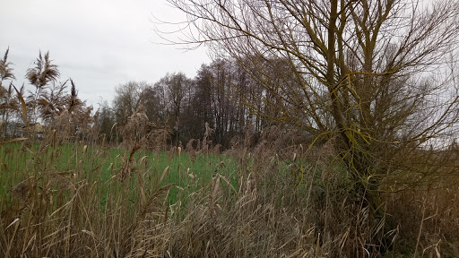 Weidenspiel - Visual