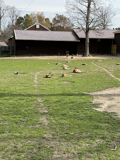Zoo Carousel - Visual