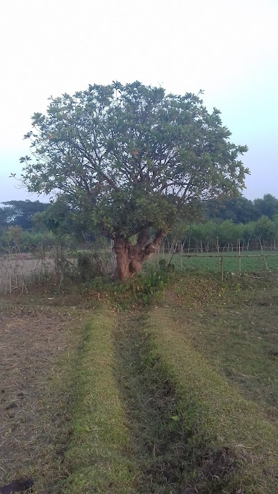 Photos of Modinatul Ulom Madrasha