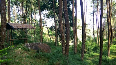 Photos of Hutan Pinus Wisata Mangli PERHUTANI