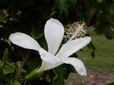 Maui Nui Botanical Gardens