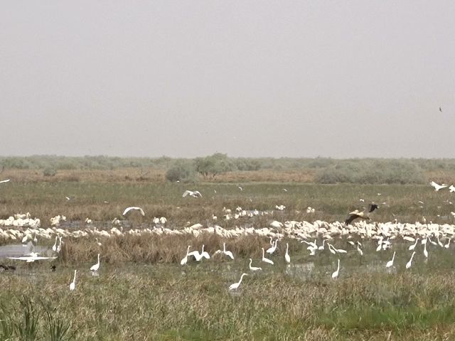 Djoudj National Bird Sanctuary by null
