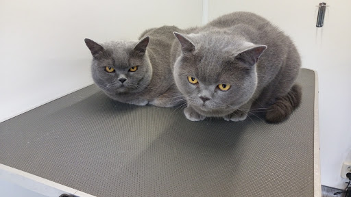PUUR Katten Kattentrimsalon, Kattencollege, Kattenkunst, Kattengedrag - Thumbnail