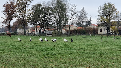 Cigogne noire