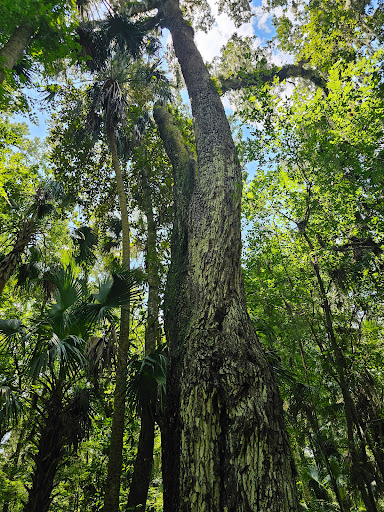 Monkey Island trail - Visual