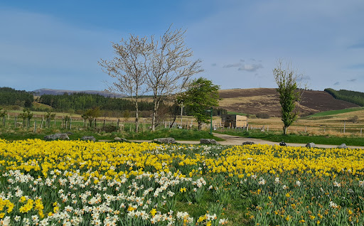 Tomintoul Dark Sky Site & Bird Hide - Thumbnail