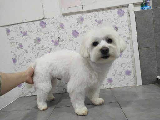iLikeDogs - Visual
