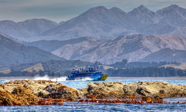 Whale Watch Kaikoura