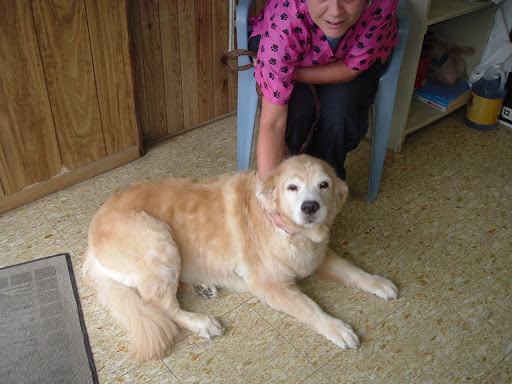 Love Your Pet Grooming Shop - Thumbnail