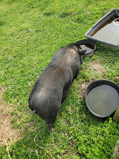 Wildcat Valley Animal Clinic - Thumbnail