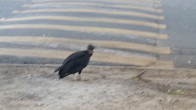 Photos of La Floresta Park