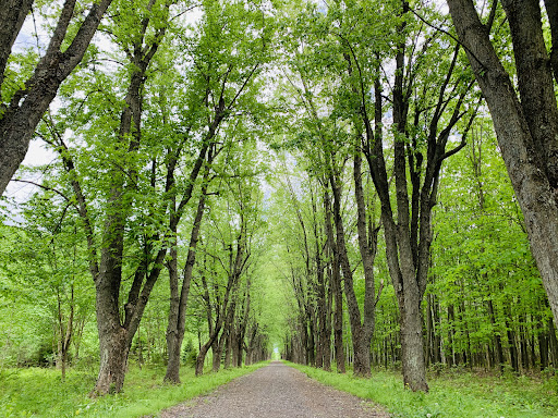 Parc régional de la Forêt Drummond - Secteur des Érables argentés