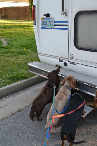 Creature Comfort Mobile Vet - Thumbnail