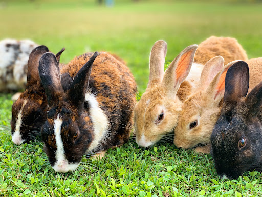 Zooschule Suhl - Visual