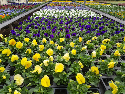 Schumacher Blumen und Gestaltung, Gärtnerei - Thumbnail