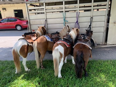 Ponies & Petting Zoo of Miami.