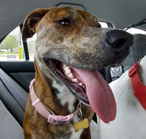 Nixa Animal Hospital - Thumbnail
