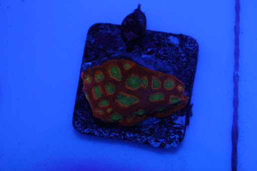 CoralsDE - Thumbnail