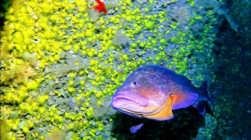 Scuba Diving in Torrevieja Odyssey