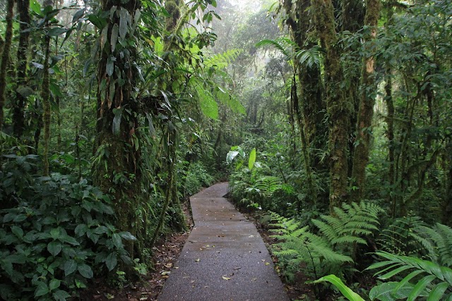 Monteverde Cloud Forest Reserve