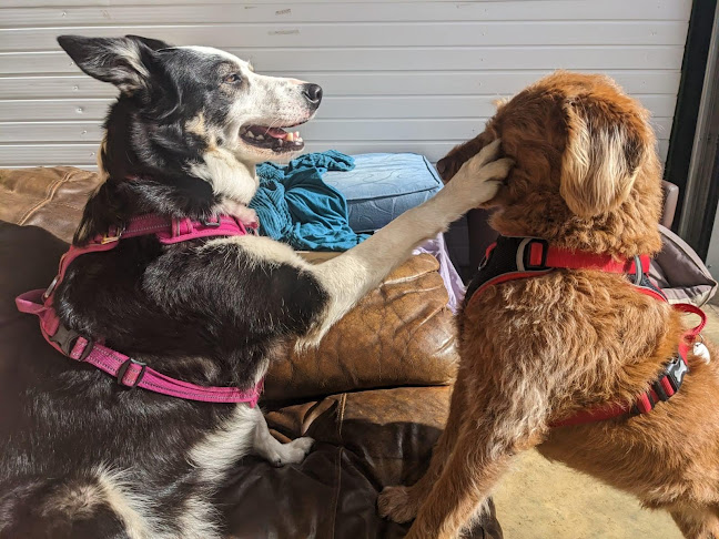 Comments and reviews of Scent-a-Barks - Doggy Day Care Centre