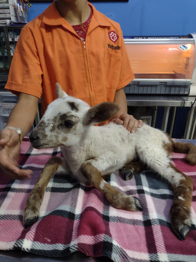 Hospital Veterinario NUCLEOVET (La yegua y el potrillo) San Sebastián el Grande