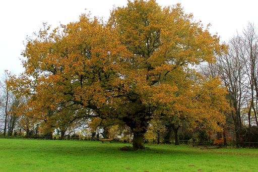 Oaken Drive Field - Thumbnail