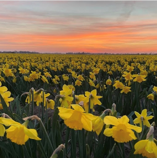 Bulbs.co.uk - Visual