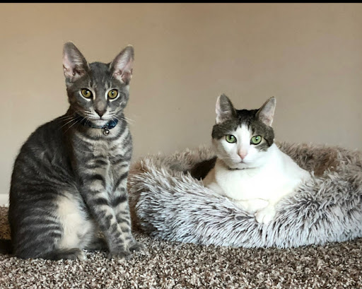 For Cats Only - Visual