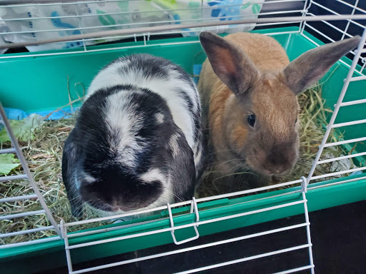 Special Bunny - house rabbit rescue & adoption - Thumbnail