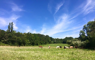 Photo n°10 de Ecuries de Coubron à Coubron (Pension pour chevaux)
