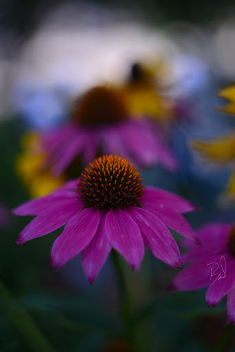 Clocktower Garden - Visual