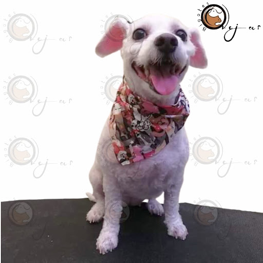 Orejas y Bigotes - Estetica canina y venta de accesorios para mascotas. - Thumbnail