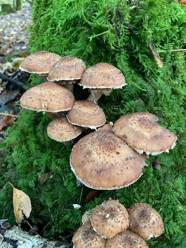 Hexenhäusl - Visual