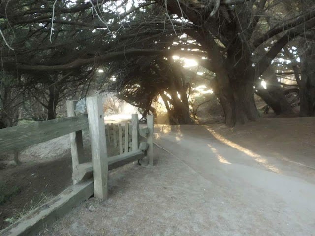 Pfeiffer Big Sur Campground