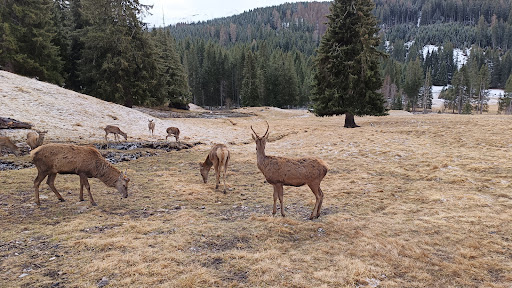 Centro Visitatori di San Martino di Castrozza del Parco Naturale Paneveggio Pale di San Martino - Thumbnail