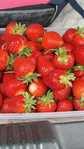 Spargelhof Erdbeeren Geers