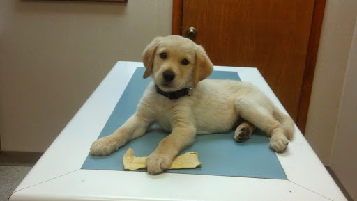 Trinity Pet Clinic - Thumbnail