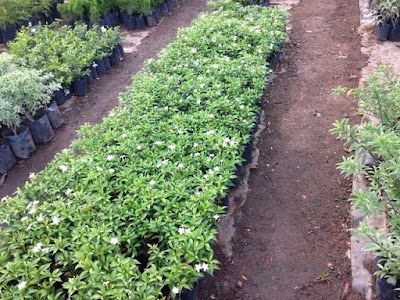 Photos of Dharshana Plant Nursery