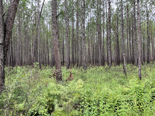 Awendaw Savanna